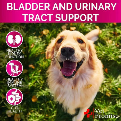 Urinary Tract Infection Control for Dogs - Nimitry